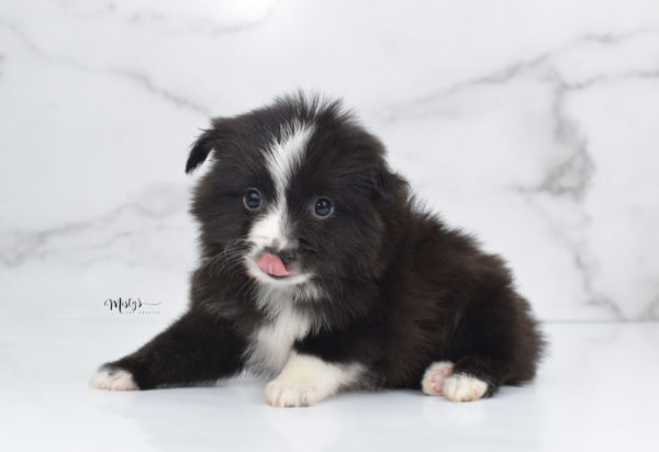 Mini / Toy Australian Shepherd Puppy Baboon