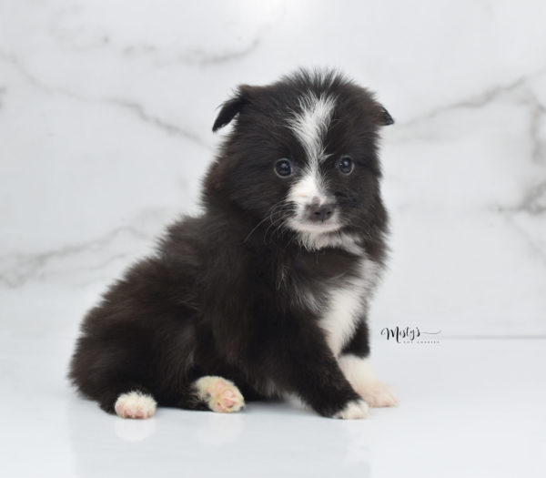 Mini / Toy Australian Shepherd Puppy Baboon