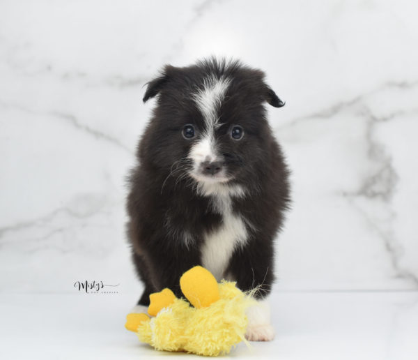 Mini / Toy Australian Shepherd Puppy Baboon