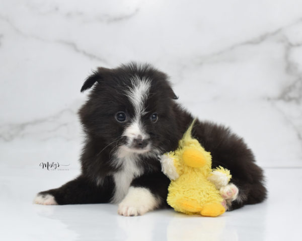 Mini / Toy Australian Shepherd Puppy Baboon