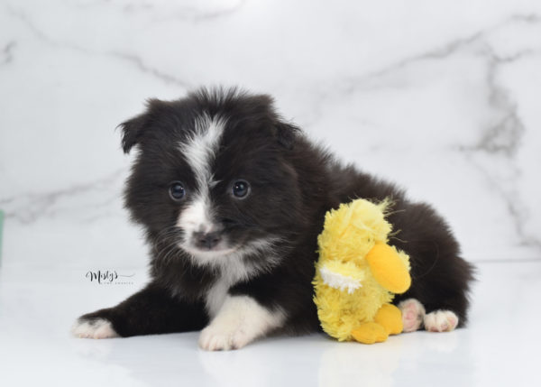 Mini / Toy Australian Shepherd Puppy Baboon