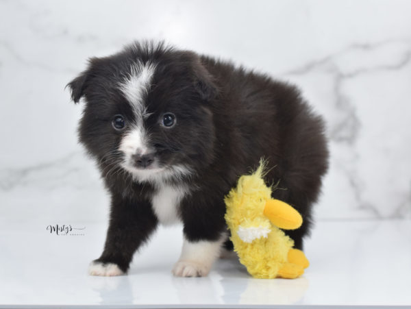 Mini / Toy Australian Shepherd Puppy Baboon