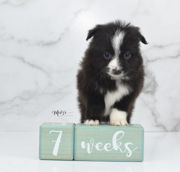 Mini / Toy Australian Shepherd Puppy Baboon