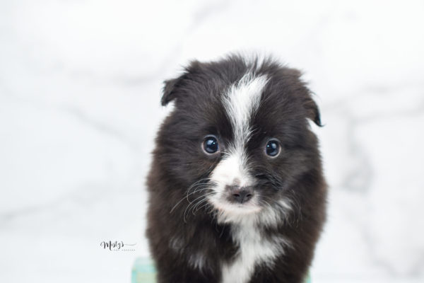 Mini / Toy Australian Shepherd Puppy Baboon