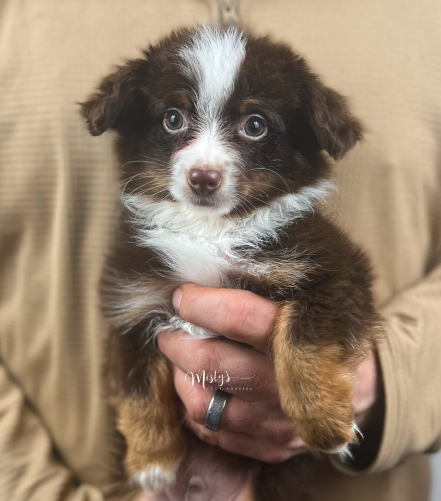 Mistys Toy Aussies Web Puppy Rufus