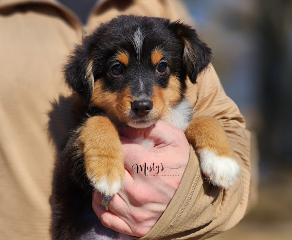 Mini / Toy Australian Shepherd Puppy Tubbs