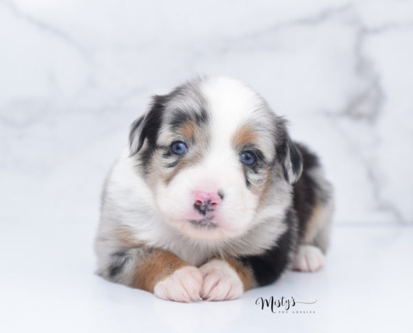 Mini / Toy Australian Shepherd Puppy Marnie