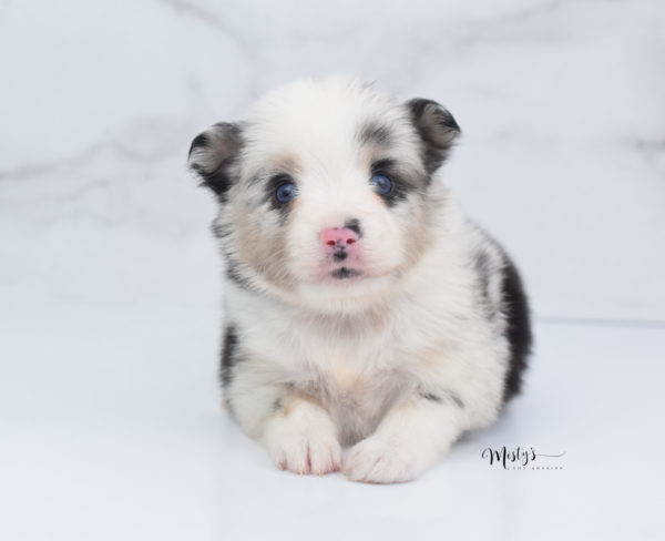 Mini / Toy Australian Shepherd Puppy Artic