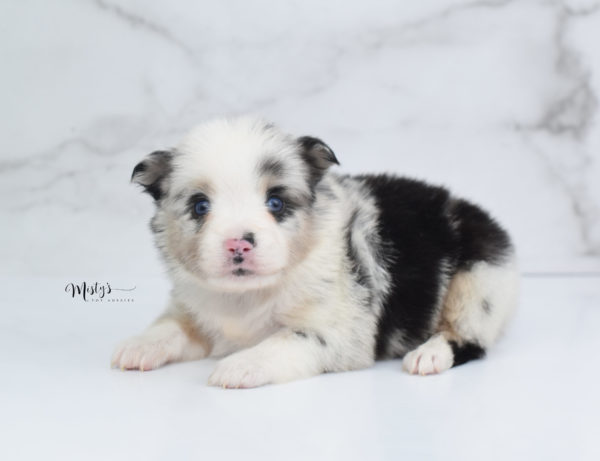 Mini / Toy Australian Shepherd Puppy Artic