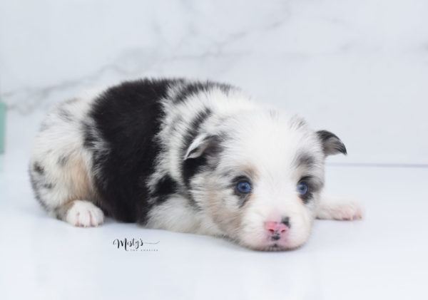 Mini / Toy Australian Shepherd Puppy Artic