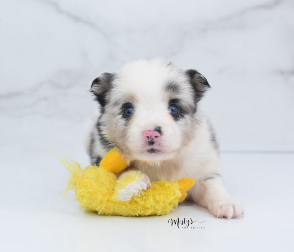 Mini / Toy Australian Shepherd Puppy Artic