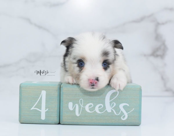 Mini / Toy Australian Shepherd Puppy Artic