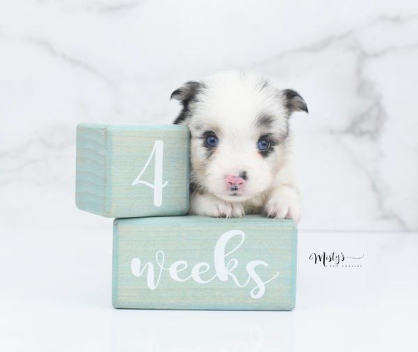 Mini / Toy Australian Shepherd Puppy Artic
