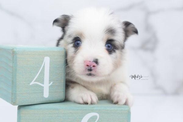 Mini / Toy Australian Shepherd Puppy Artic