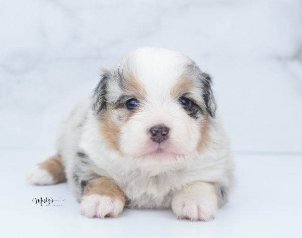 Mini / Toy Australian Shepherd Puppy Bebe