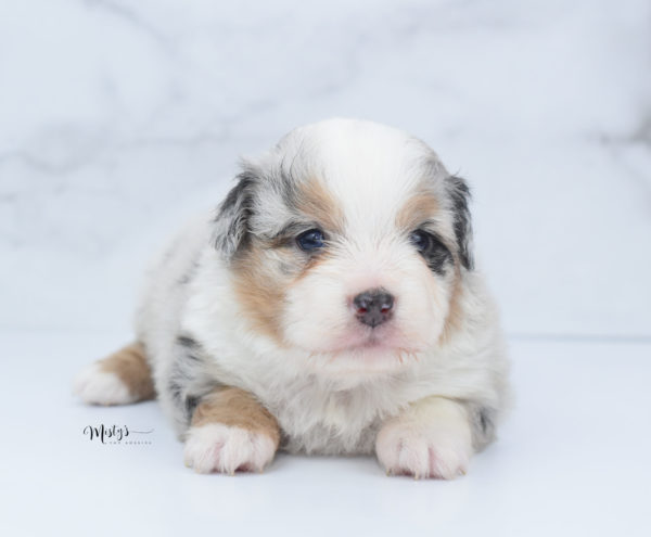 Mini / Toy Australian Shepherd Puppy Bebe