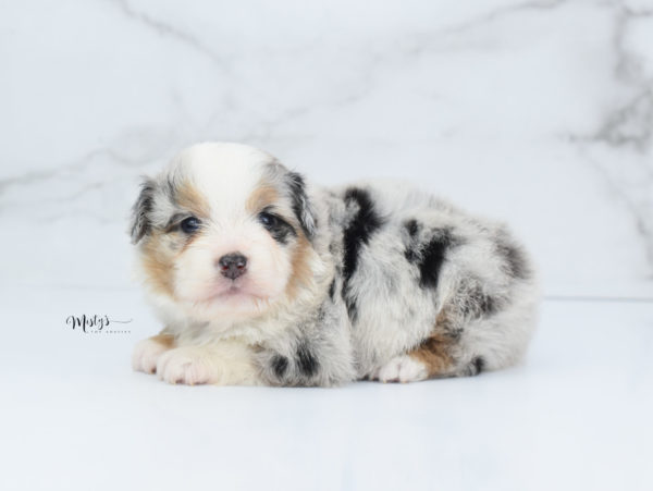 Mini / Toy Australian Shepherd Puppy Bebe