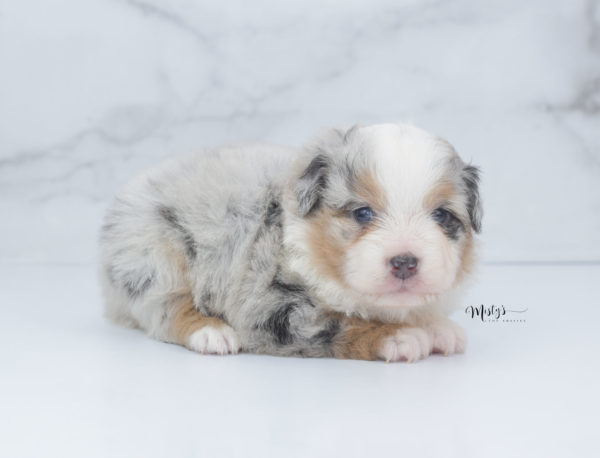 Mini / Toy Australian Shepherd Puppy Bebe