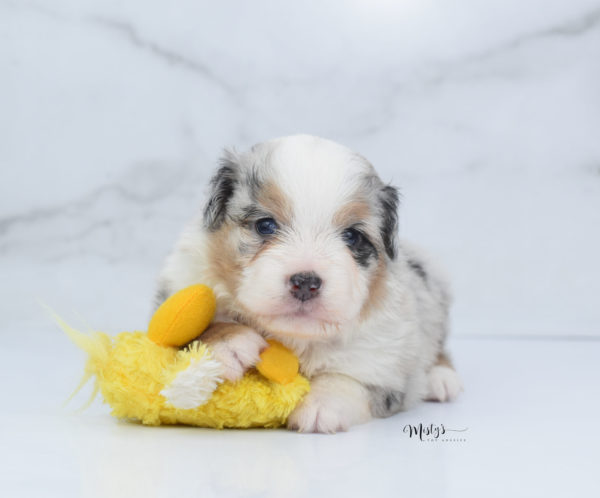 Mini / Toy Australian Shepherd Puppy Bebe