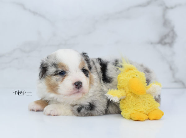 Mini / Toy Australian Shepherd Puppy Bebe