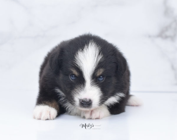 Mini / Toy Australian Shepherd Puppy Blip