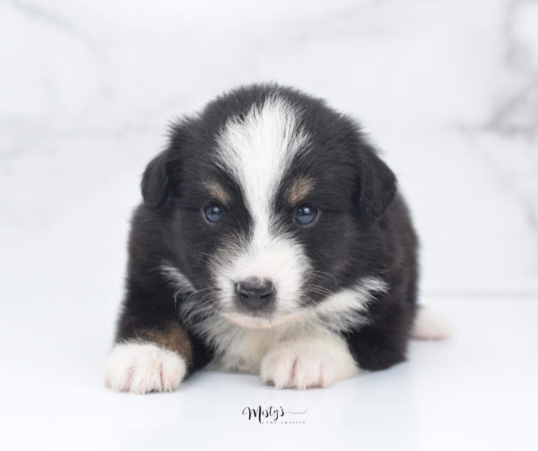 Mini / Toy Australian Shepherd Puppy Blip