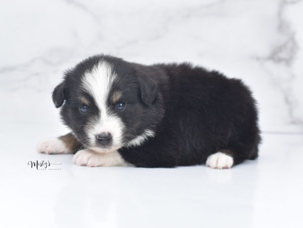 Mini / Toy Australian Shepherd Puppy Blip