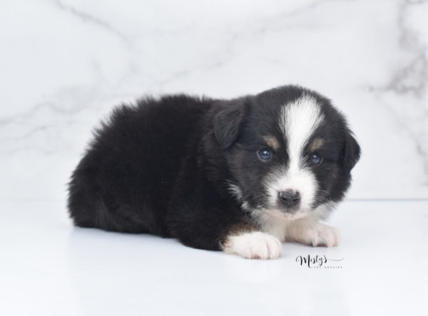 Mini / Toy Australian Shepherd Puppy Blip