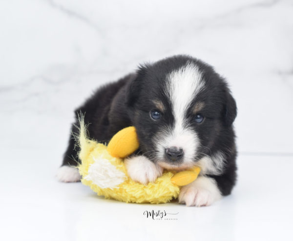 Mini / Toy Australian Shepherd Puppy Blip