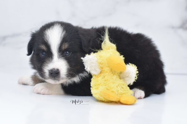 Mini / Toy Australian Shepherd Puppy Blip