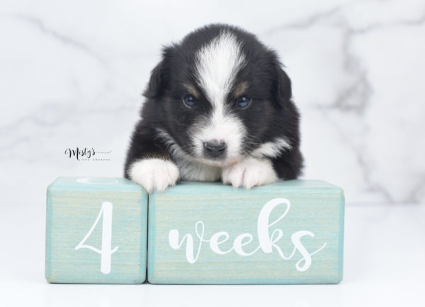 Mini / Toy Australian Shepherd Puppy Blip