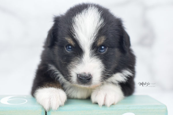 Mini / Toy Australian Shepherd Puppy Blip