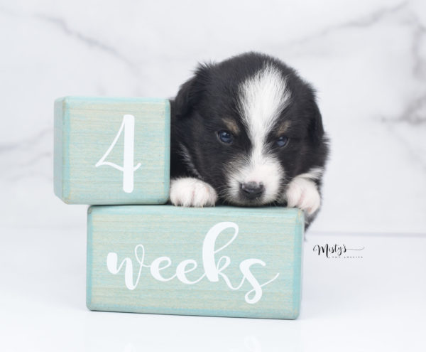 Mini / Toy Australian Shepherd Puppy Blip