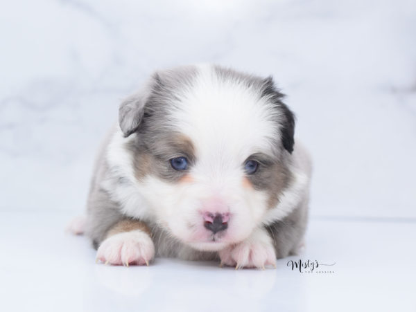 Mini / Toy Australian Shepherd Puppy Indigo