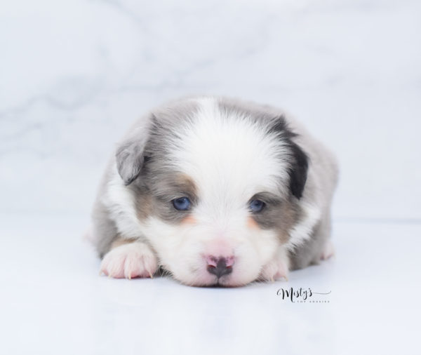 Mini / Toy Australian Shepherd Puppy Indigo