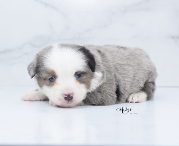 Mini / Toy Australian Shepherd Puppy Indigo