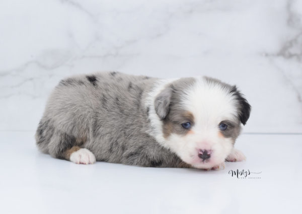 Mini / Toy Australian Shepherd Puppy Indigo