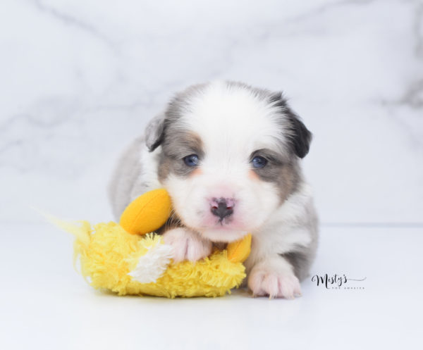 Mini / Toy Australian Shepherd Puppy Indigo