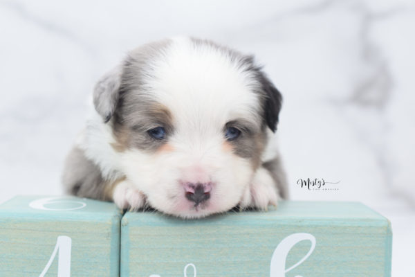 Mini / Toy Australian Shepherd Puppy Indigo