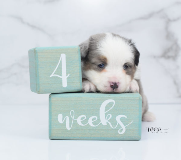 Mini / Toy Australian Shepherd Puppy Indigo