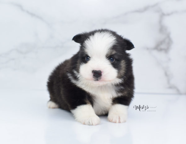 Mini / Toy Australian Shepherd Puppy Jesper