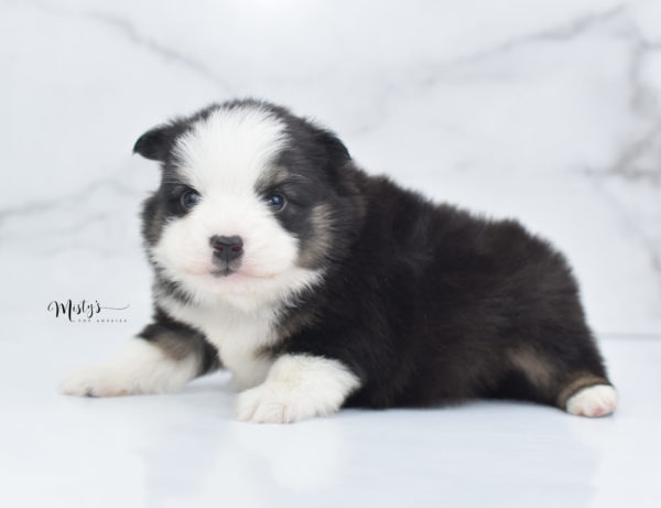 Mini / Toy Australian Shepherd Puppy Jesper