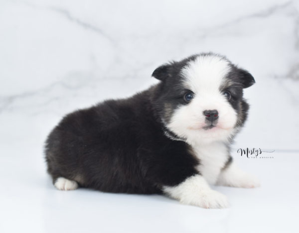 Mini / Toy Australian Shepherd Puppy Jesper