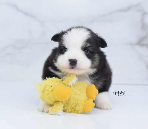 Mini / Toy Australian Shepherd Puppy Jesper