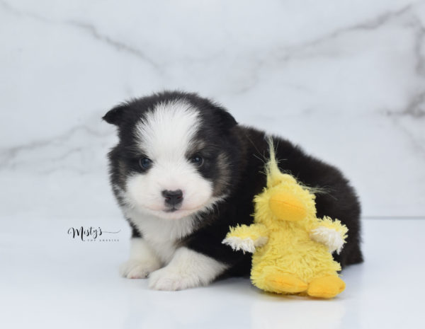 Mini / Toy Australian Shepherd Puppy Jesper