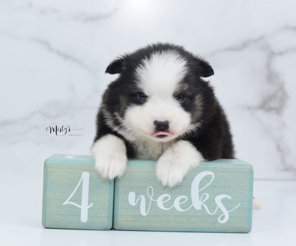 Mini / Toy Australian Shepherd Puppy Jesper