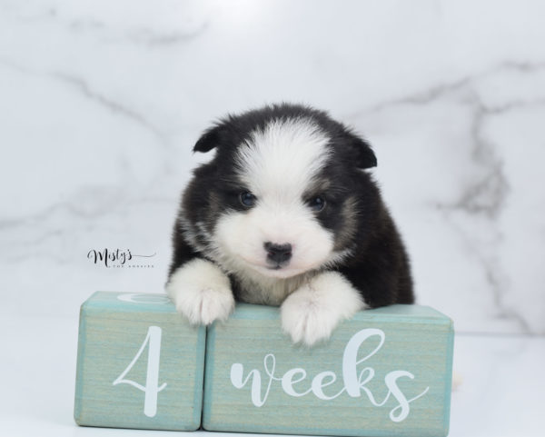 Mini / Toy Australian Shepherd Puppy Jesper