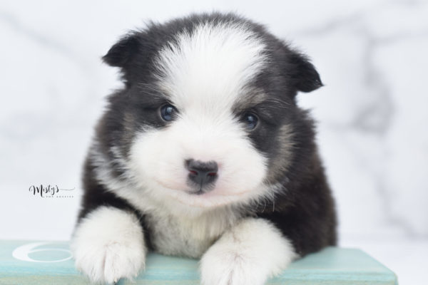 Mini / Toy Australian Shepherd Puppy Jesper