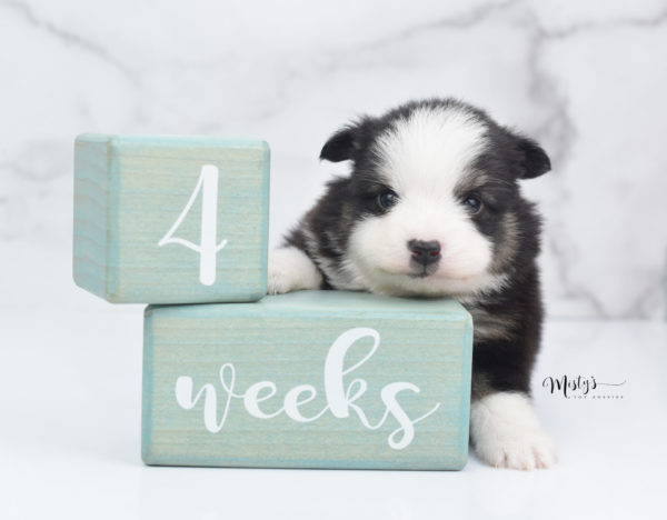 Mini / Toy Australian Shepherd Puppy Jesper