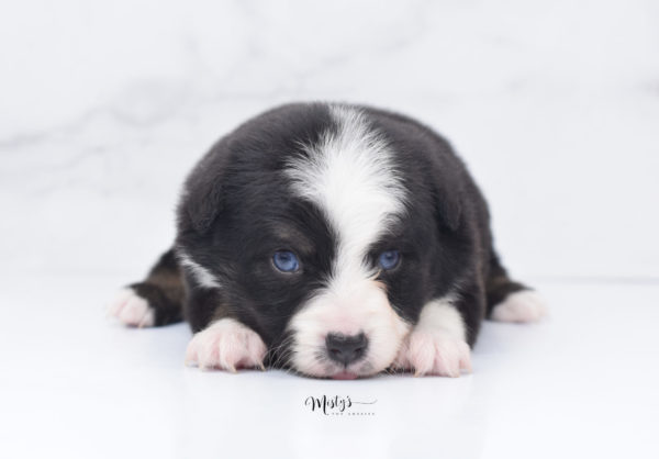 Mini / Toy Australian Shepherd Puppy Monty